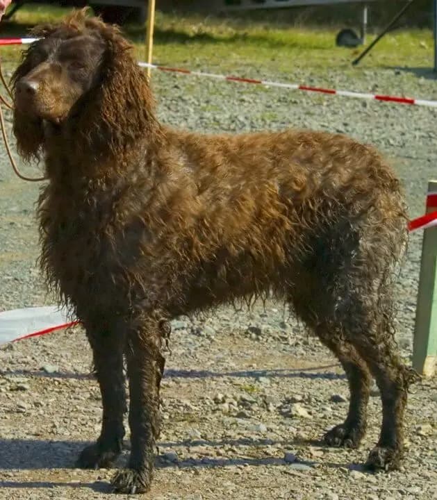 Épagneul de Pont-Audemer – race de chien