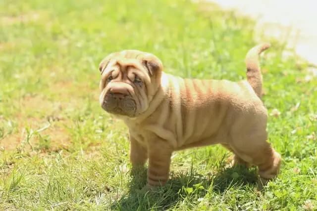 Şar Pei – köpek ırkı
