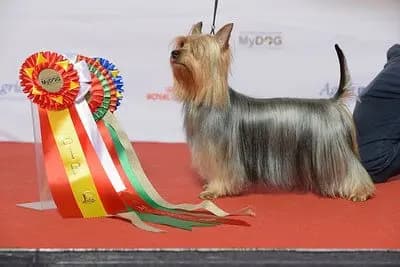 Australsk silky terrier – hunderace