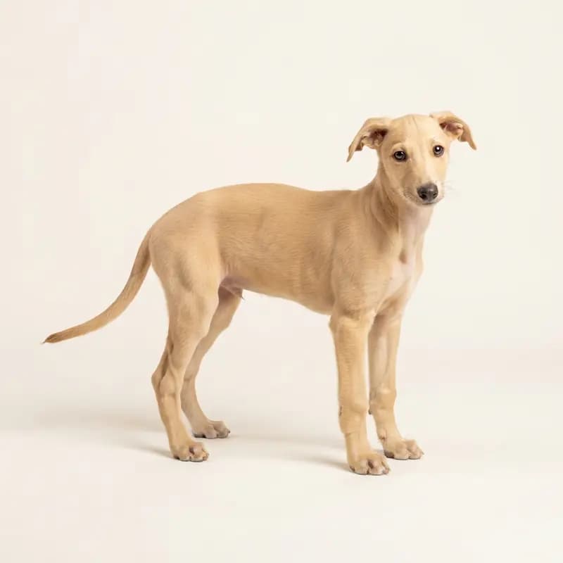 Galgo Español Welpe in Fawn
