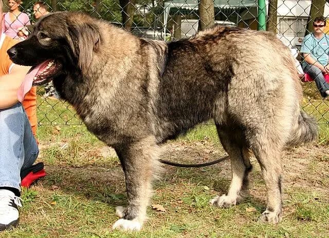 Kafkas Çoban Köpeği – köpek ırkı