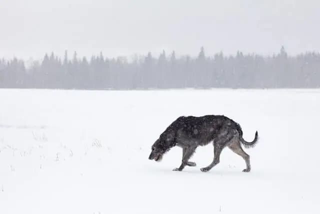 Irsk ulvehund – hunderace