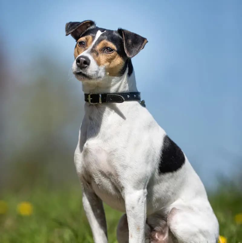 Danimarka-İsveç Çiftlik Köpeği – köpek ırkı