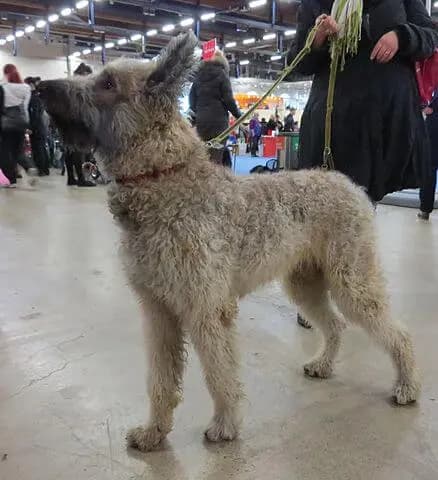 Laekenois – race de chien