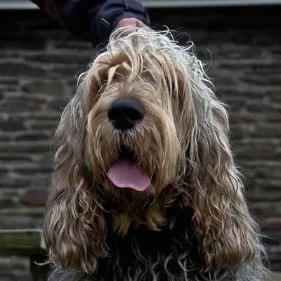 Chien à loutre – race de chien