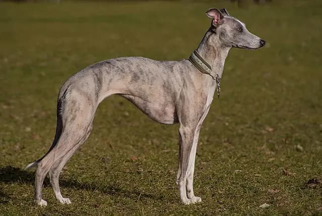 Whippet – köpek ırkı