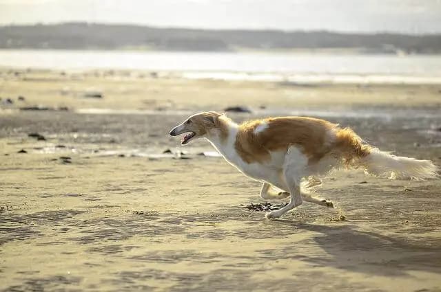 Barzoï – race de chien