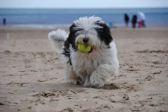Berger polonais de plaine – race de chien