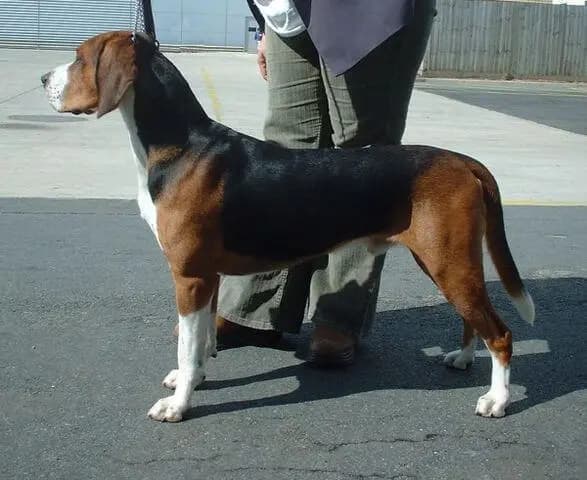 Hamiltonstövare – race de chien