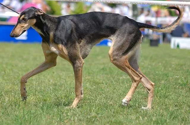 Lévrier polonais – race de chien