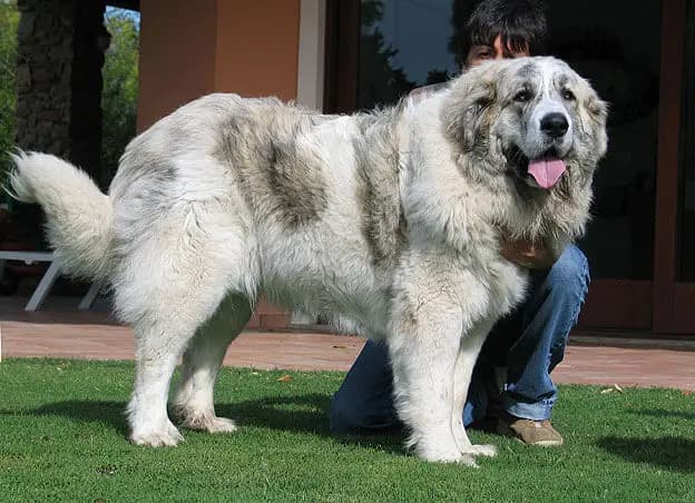 Pirene Mastifi – köpek ırkı