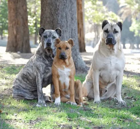 Cimarron Uruguayo – köpek ırkı