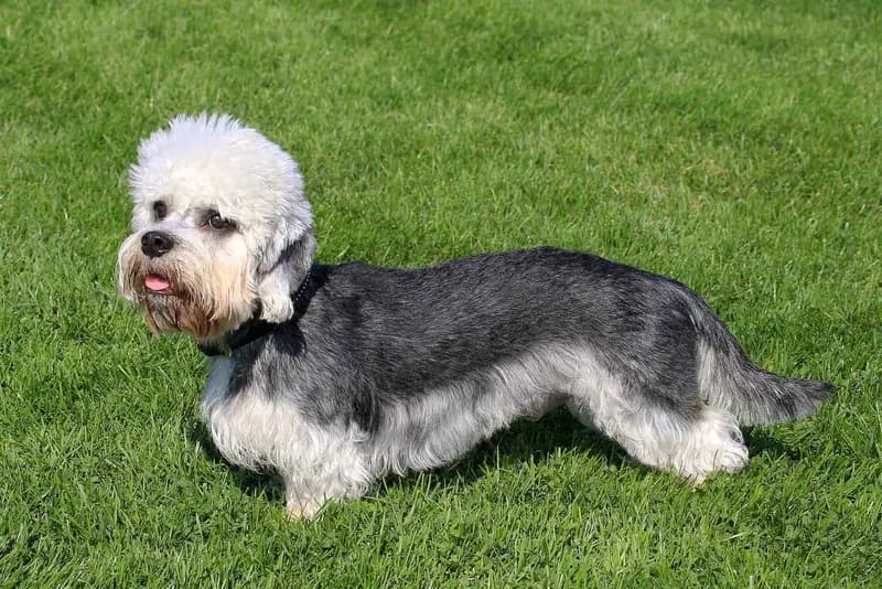 Dandie Dinmont Terrier – race de chien