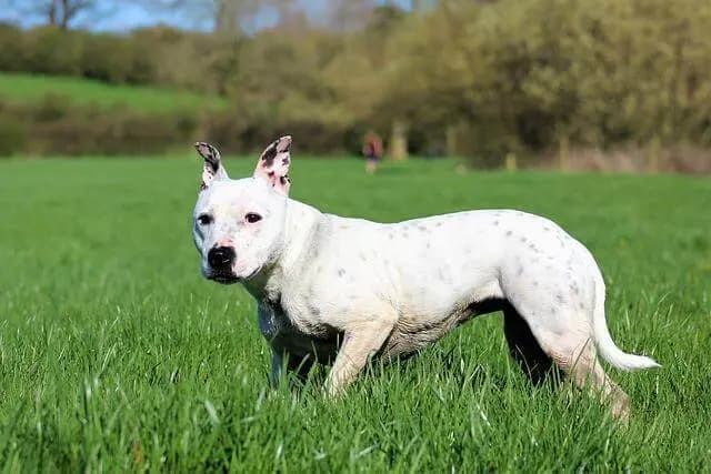 Staffordshire Bull Terrier – hunderace