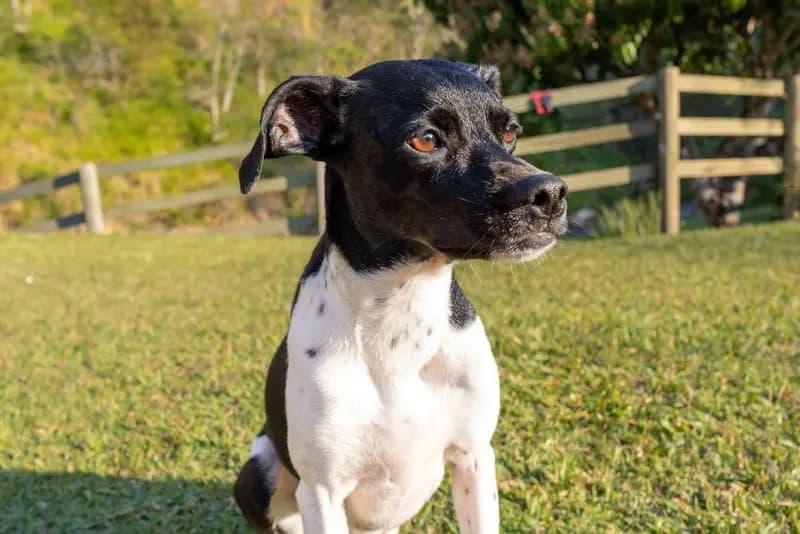 Brasiliansk terrier – hunderace