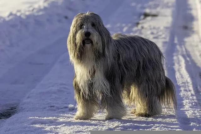 Bearded Collie – race de chien