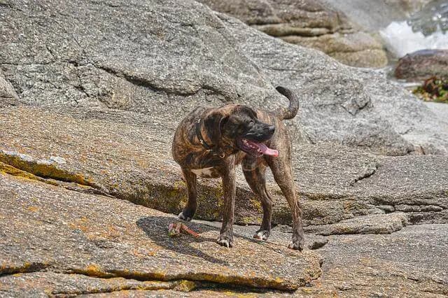 Chien de Plott – race de chien