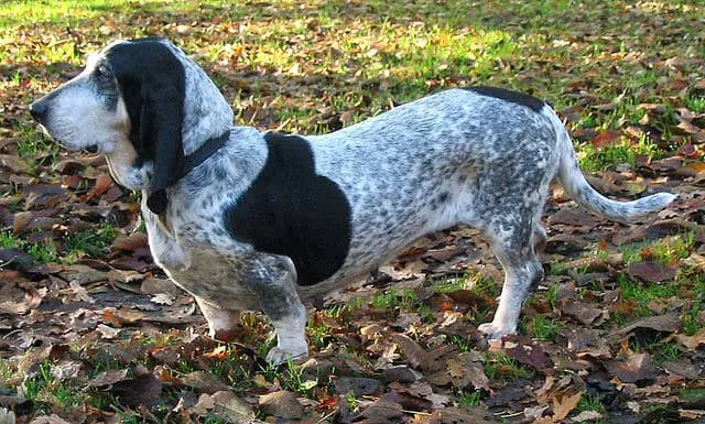 Basset Bleu de Gascogne – race de chien