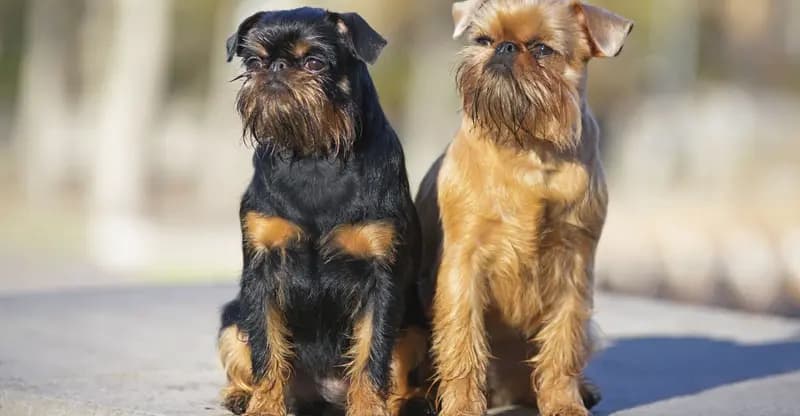 Brüksel Griffonu – köpek ırkı