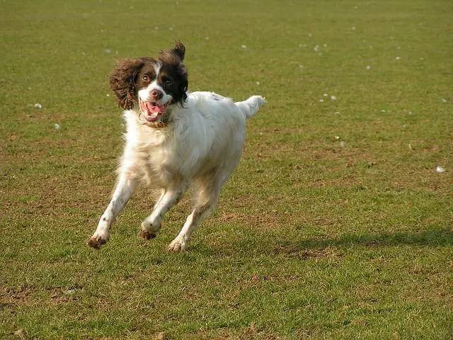 İrlanda Kırmızı ve Beyaz Setter – köpek ırkı