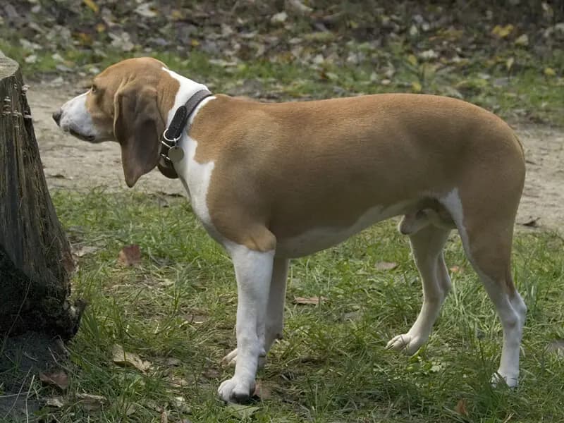 İsviçre Kısa Bacaklı Tazısı – köpek ırkı