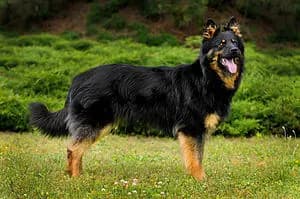 Bohem Çoban Köpeği – köpek ırkı