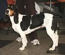 Chien courant bernois – race de chien