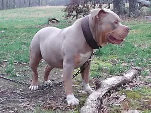 American Bully – köpek ırkı