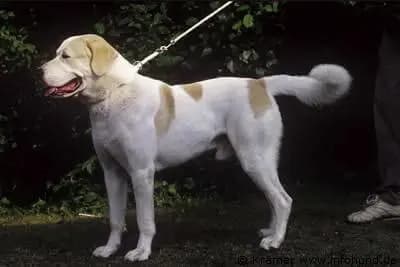 Berger d'Asie centrale – race de chien