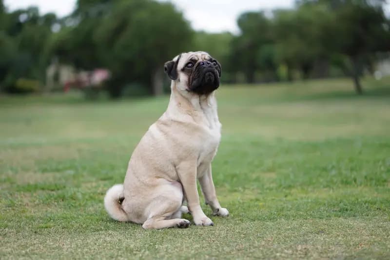 Mops – hunderace