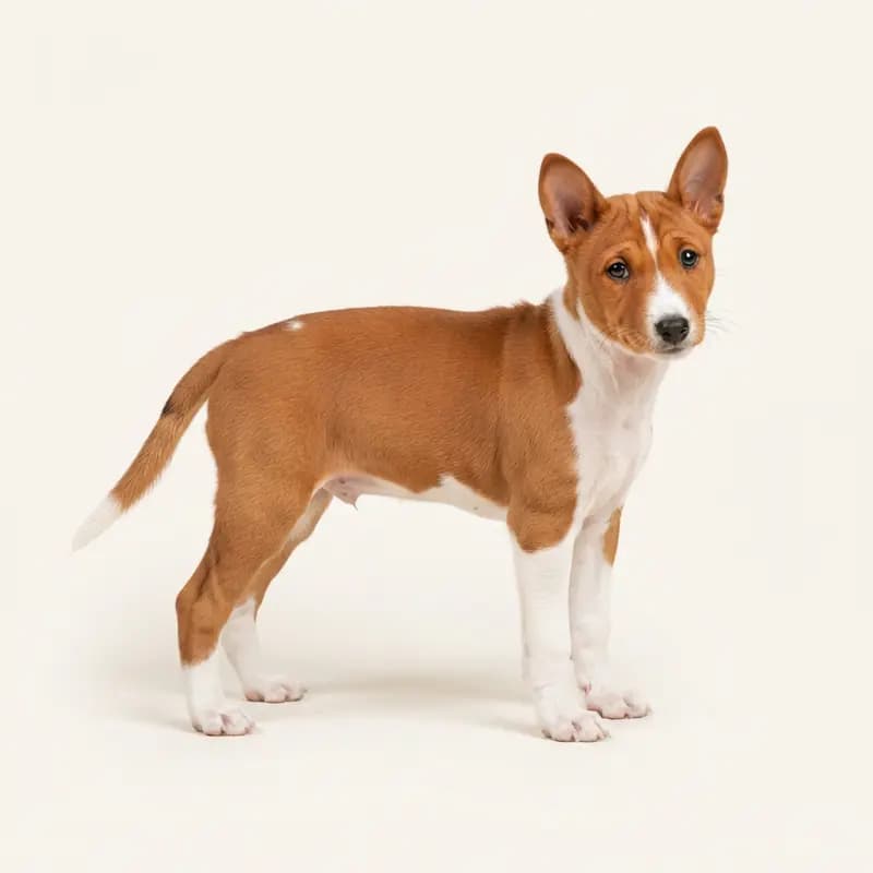 Basenji Welpe in Rood-wit