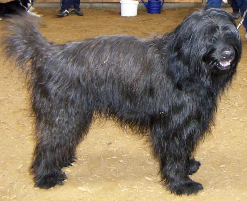 Berger catalan – race de chien