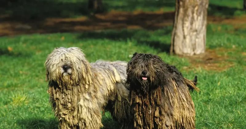 Berger de Bergame – race de chien