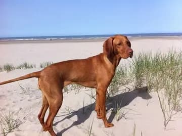 Braque hongrois à poil dur – race de chien