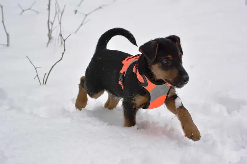 Alman Av Teriyeri – köpek ırkı