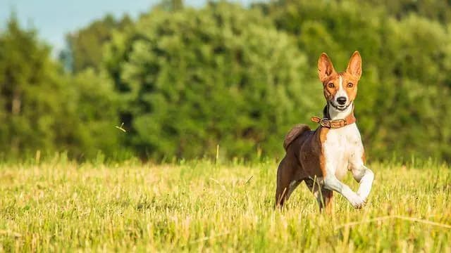 Basenji – race de chien