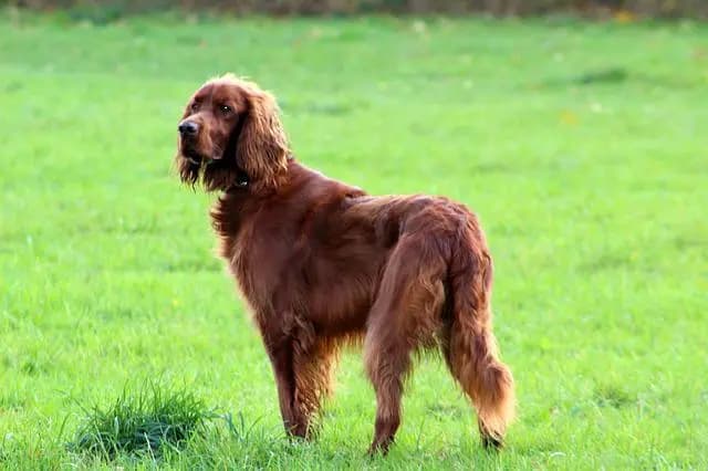 ساسكس سبانييل – سلالة كلاب