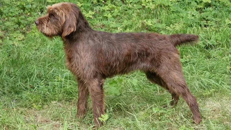 Pudelpointer – hunderace