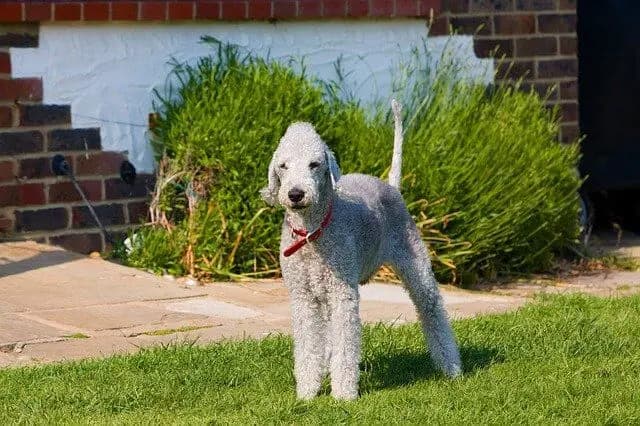 Bedlington Terrier – race de chien