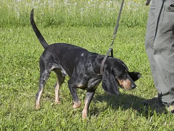 İsviçre Tazıları (Lucerne Tazıları) – köpek ırkı