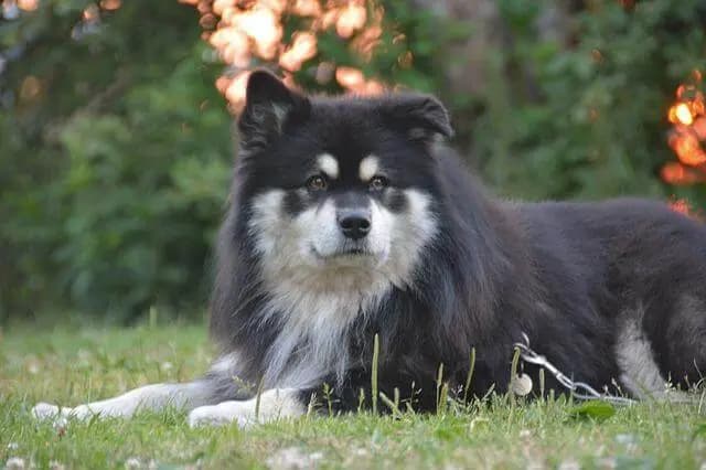 Finsk lapphund (Suomenlapinkoira) – hunderace