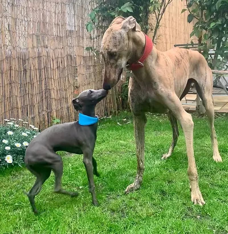 İspanyol Tazısı – köpek ırkı