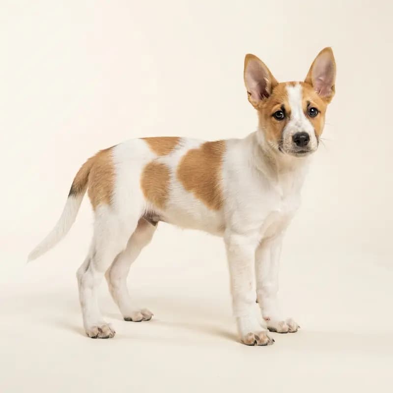 Carolina Dog Welpe in Bont
