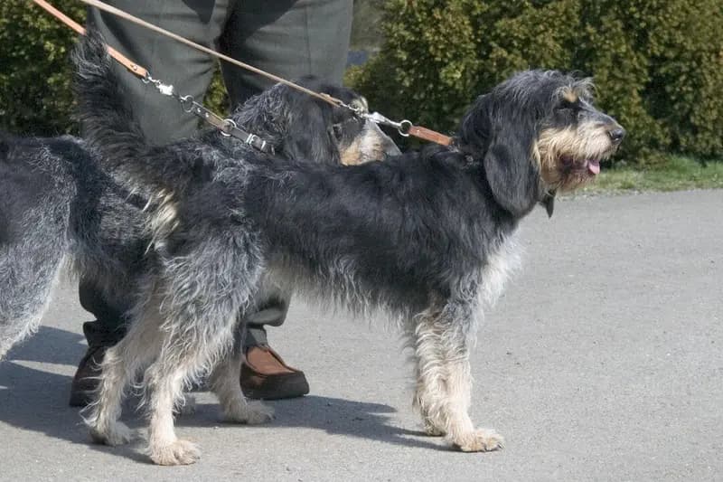 Griffon Bleu de Gascogne – hunderace