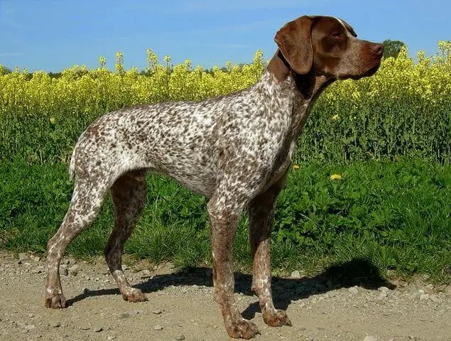 Braque français, type Pyreneeën – hondenras