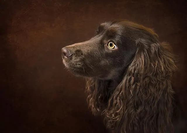 Boykin Spaniel – rasa psa