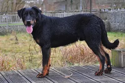 Beauceron – hunderace