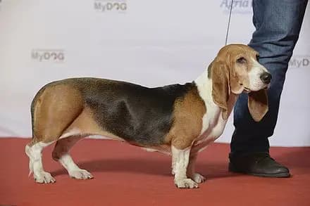 Basset artésien normand – race de chien