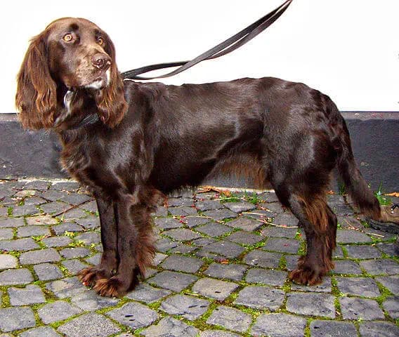 Duitse Wachtelhond – hondenras