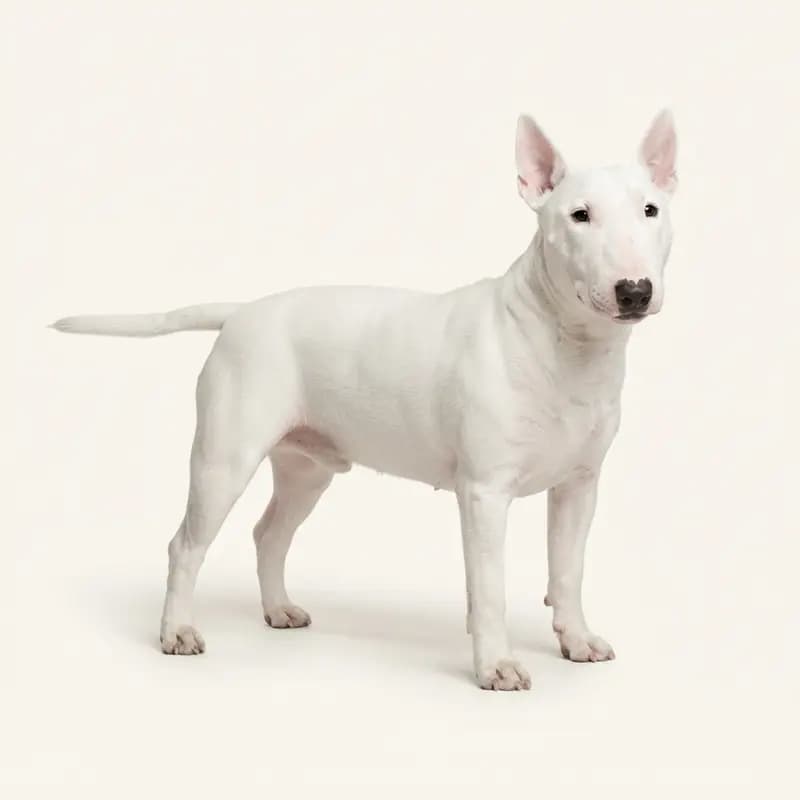 Beyaz renginde yetişkin Bull Terrier